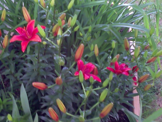 Example Plant 'The Mulch'